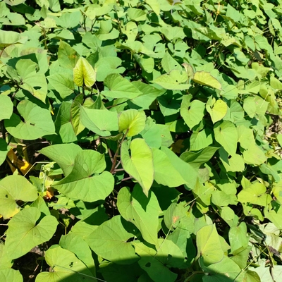 正宗茂名冰淇淋番薯苗爆粉番薯苗粉糯香甜茂名冰淇淋一点红花心薯