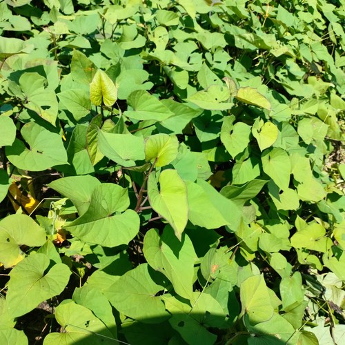 正宗茂名冰淇淋番薯苗爆粉番薯苗粉糯香甜茂名冰淇淋一点红花心薯