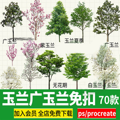 广玉兰白玉兰紫玉兰望春玉兰png psd ps免扣procreate立面效果图