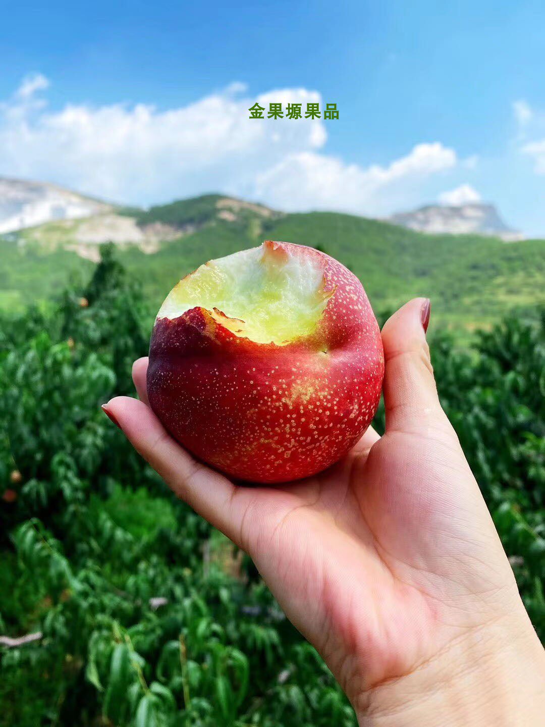 精品红珊瑚油桃大果送礼佳品5斤大果现摘现发红油桃冰糖顺丰快递