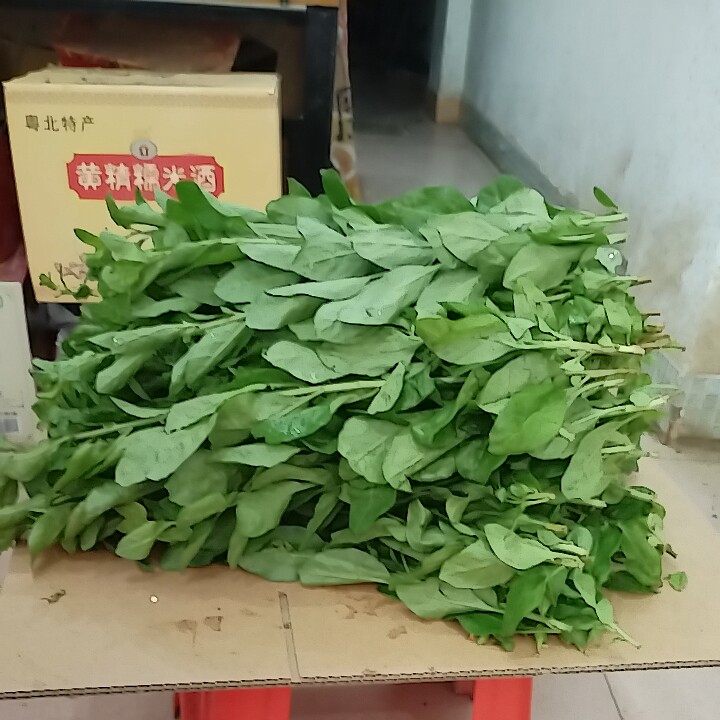 新鲜采摘枸杞叶枸杞菜叶带枝发货四季煲汤食用10斤顺丰多省包邮的