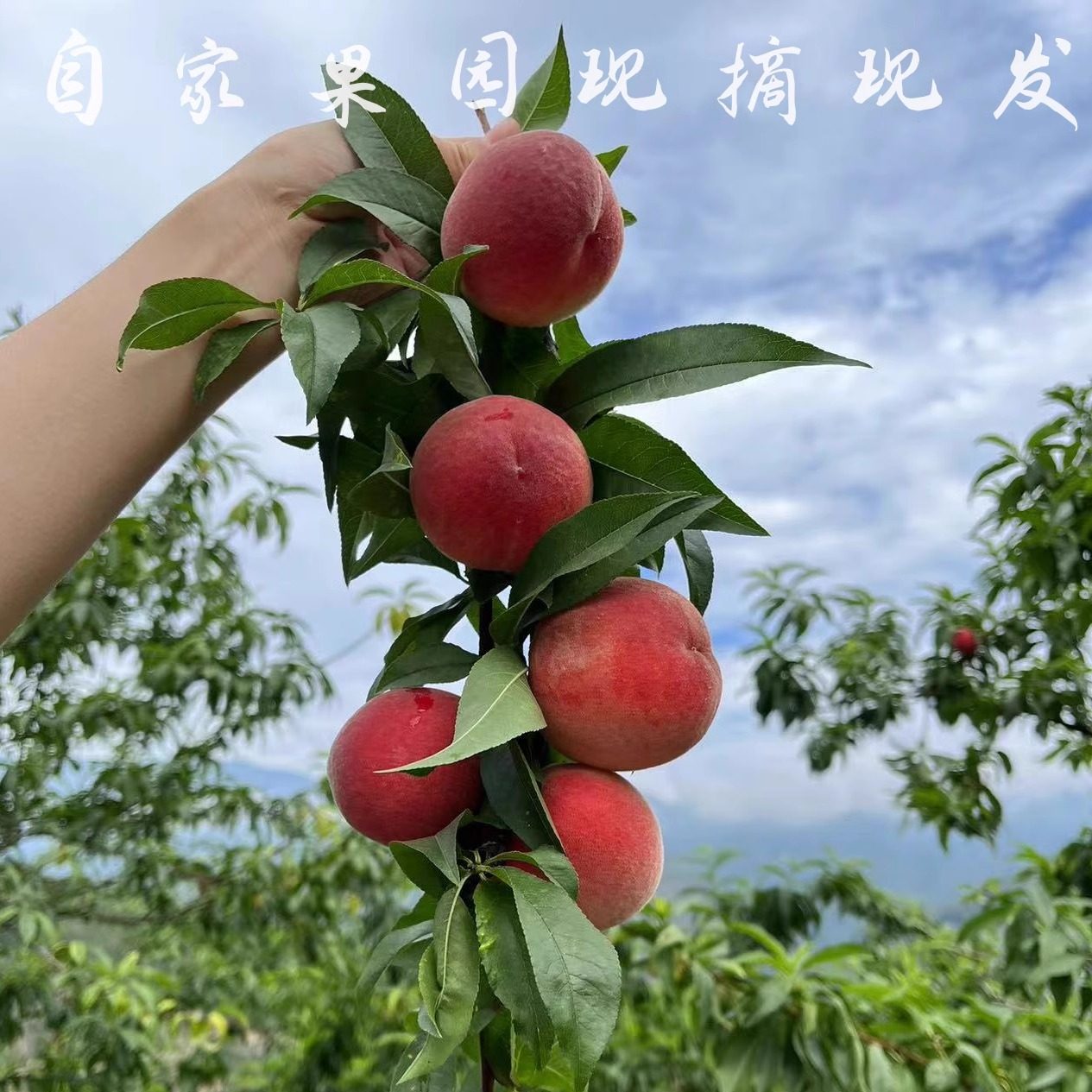 程阿橙桃子巫山县脆多汁当季水果