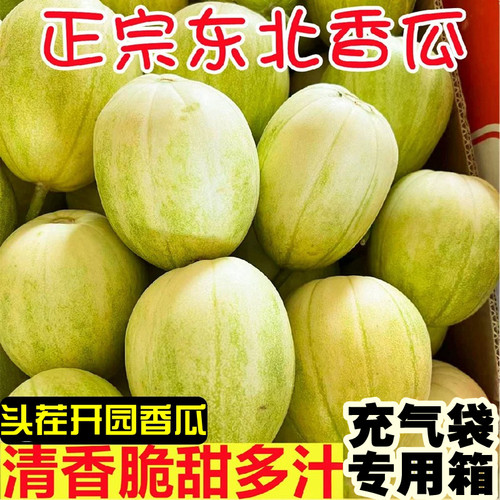 东北甜香瓜当季头茬现摘现发