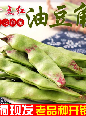 东北一点红油豆角现摘新鲜蔬菜