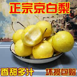 正宗京白梨新鲜水果东北特产香甜梨子现摘软棉多汁非门头沟京白梨
