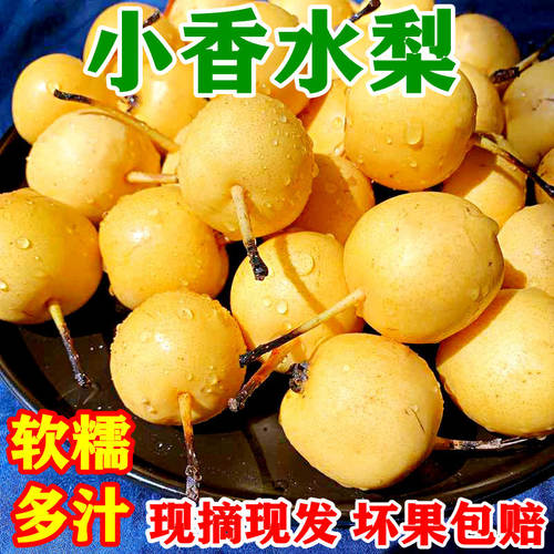 东北小香水梨酸甜可口现摘现发
