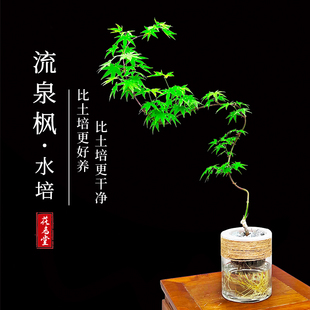 水培黄金流泉枫盆栽枫树造景绿植阳台客厅四季常绿桌面盆景鱼缸