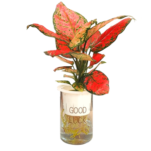 水培如意皇后吉利红花卉绿植物盆景小盆栽办公室内桌面四季带花盆