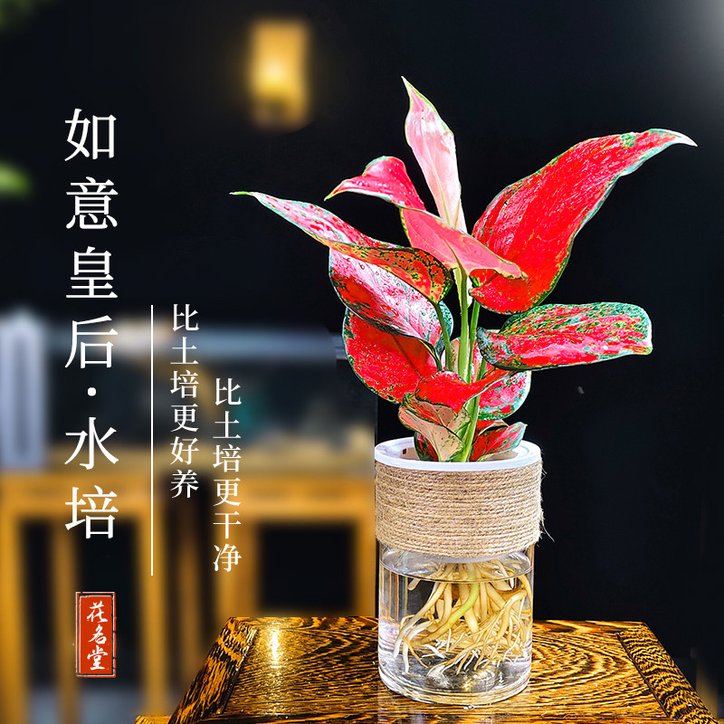 水培如意皇后吉利红花卉绿植物盆景小盆栽办公室内桌面四季带花盆,鲜花速递/花卉仿真/绿植园艺,绿植,淘宝优惠券,粉丝福利购,淘宝优惠卷