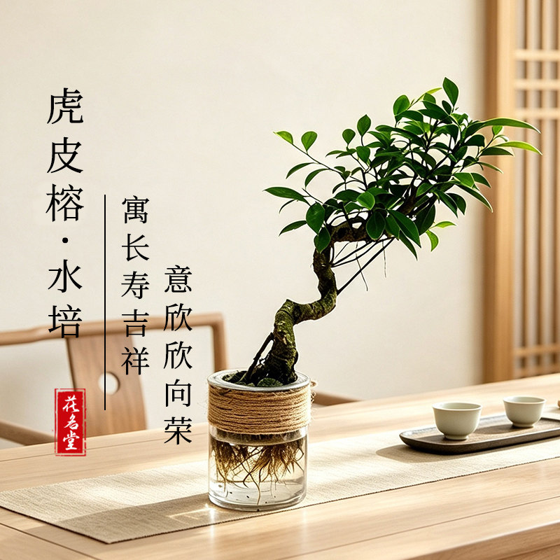 水培飘枝造型虎皮榕树盆景绿植物办公室内树苗四季常青鱼缸造景图片