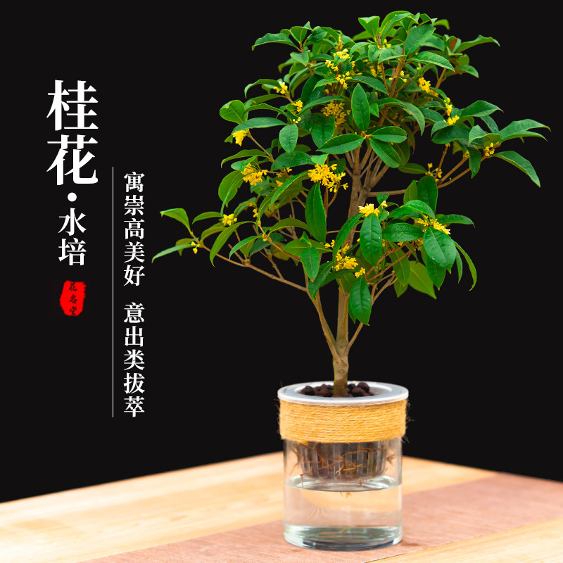 水培植物桂花小盆栽树苗四季绿植花卉盆景水生水养办公室内桌面
