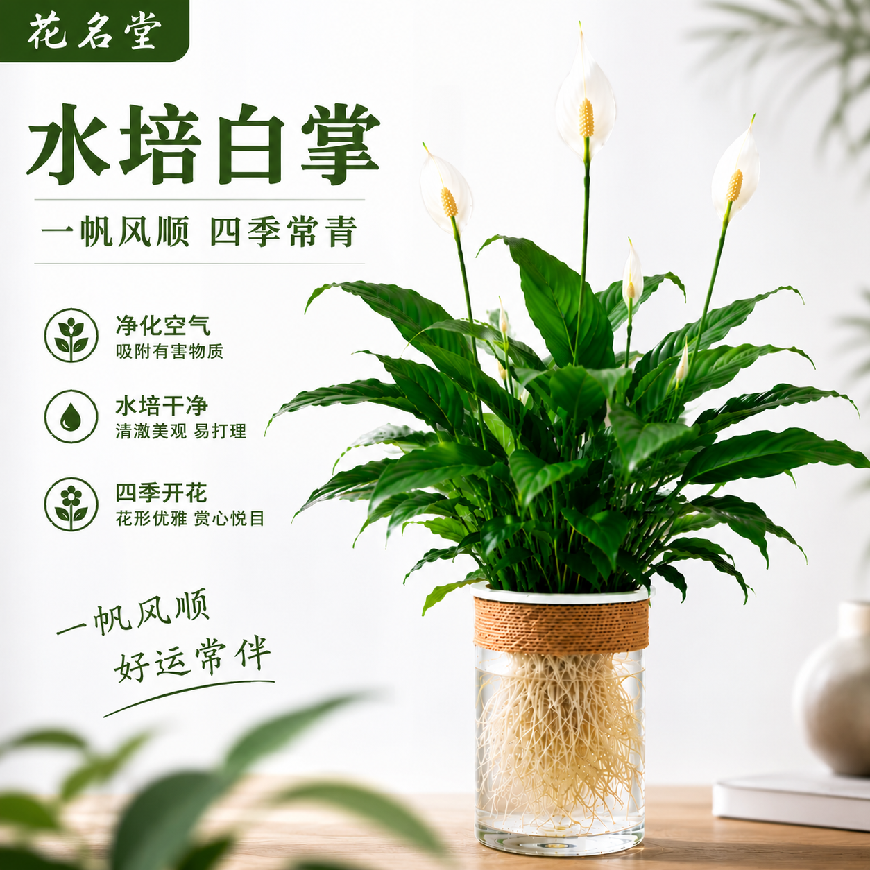水培白掌绿植物一帆风顺小盆栽水养开花卉带盆景办公室内水生四季