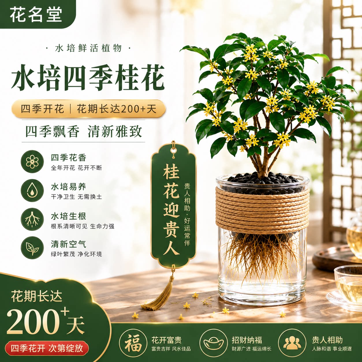 水培植物四季桂花小盆栽树苗绿植盆景花卉水生水养办公室内桌面