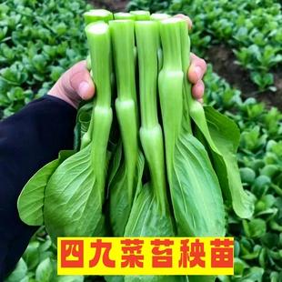白菜苔苗红菜苔苗茼蒿莴笋油麦菜冬寒菜西蓝花甘兰芹菜乌塌菜生菜