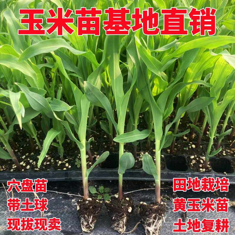 甜玉米秧苗糯玉米苗带土球玉米种苗春夏季盆栽庭院种植土地复耕