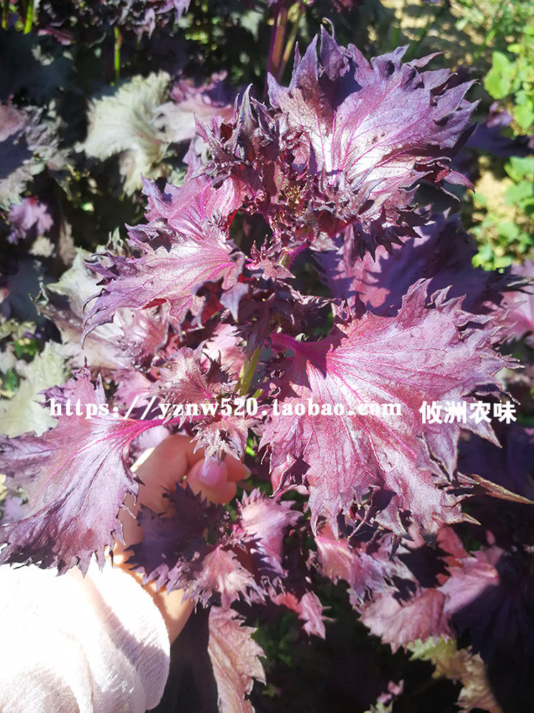 新鲜紫苏叶 湖南时令蔬菜 250g