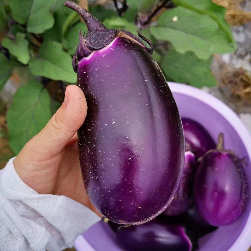 湖南本地蔬菜 胖茄子 紫皮茄子 软糯1000g