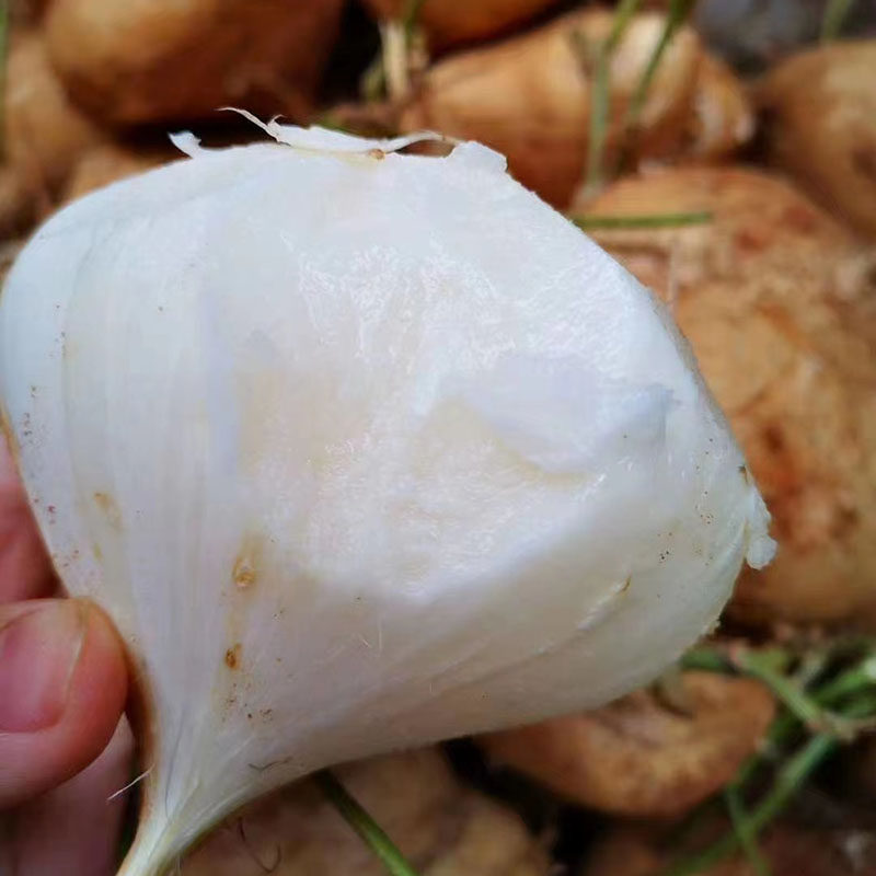 新鲜现挖凉薯白地瓜沙葛地萝卜蔬菜水果农家凉薯5斤包邮