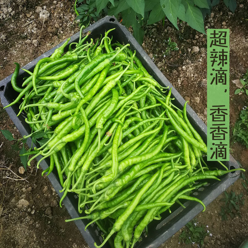 长线椒 螺丝线椒 小辣椒 湖南农家土青椒 新鲜蔬菜 香辣  500g
