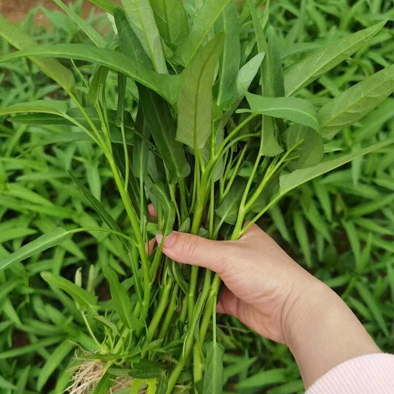 湖南新鲜叶子菜时令蔬菜空心菜小叶青菜现摘带根发货可以种当秧子