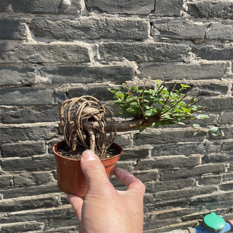 提根榆树盆景小叶榔榆桌面微型盆景室内好养绿植书房茶桌禅意盆栽