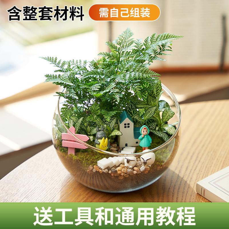 切口13.5cm微景观diy材料包多肉创意玻璃生态瓶子摆件礼品物套装