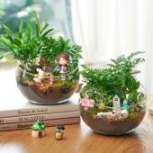 切口15cm微景观diy材料包 多肉创意玻璃球生态瓶子摆件礼品物套装