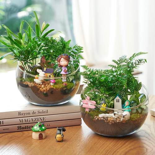 礼品套装生态瓶diy微景观材料包