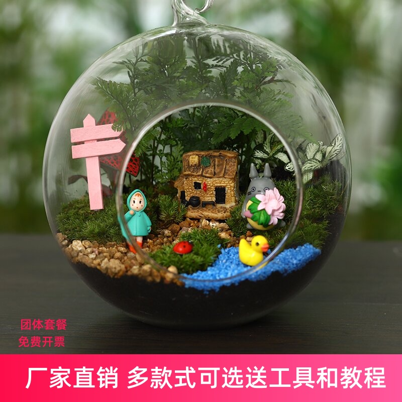 苔藓多肉趣味迷你盆栽幼儿园diy