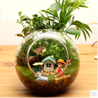 高硼硅玻璃瓶多肉微观diy生态