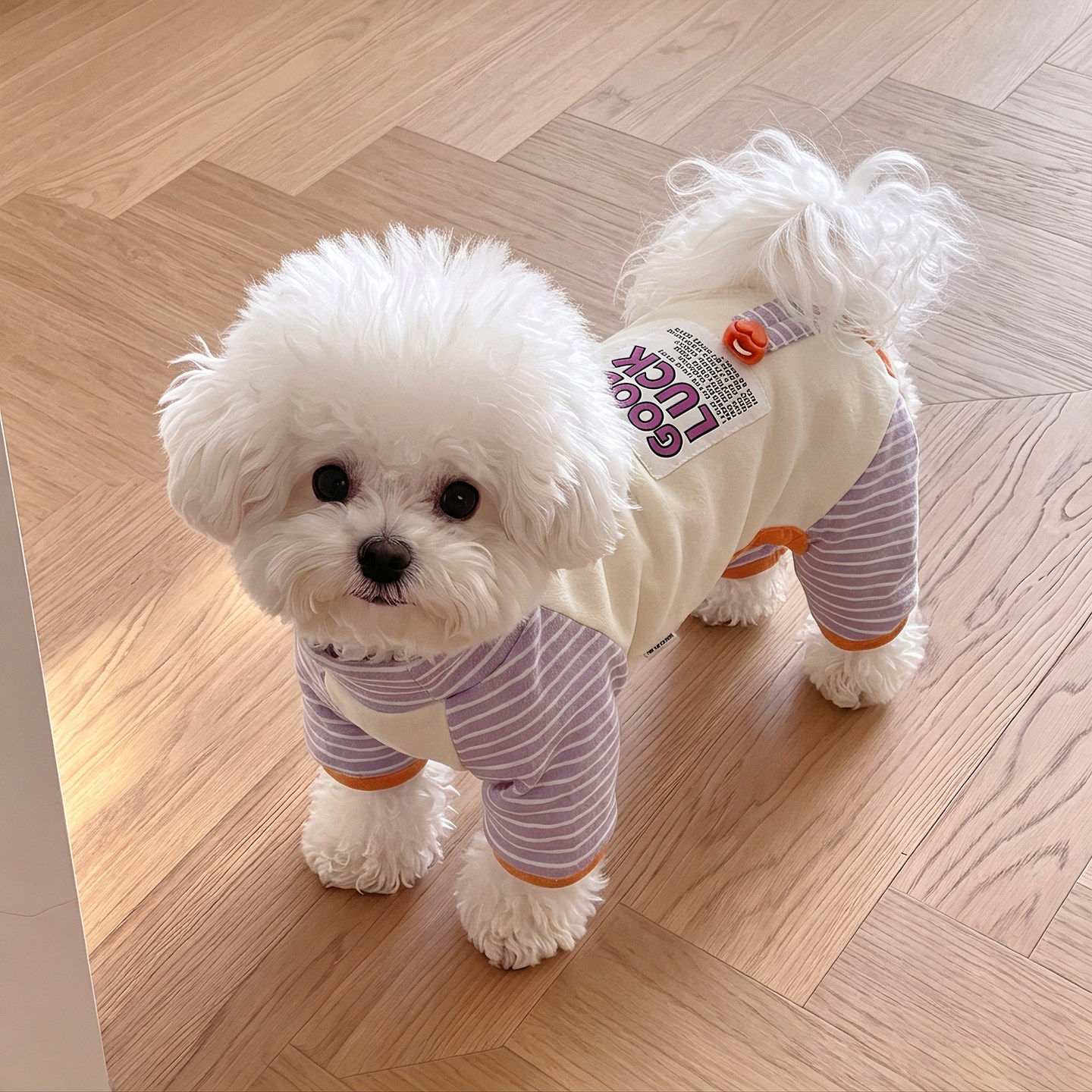 狗狗衣服秋冬小型犬四脚睡衣比熊条纹德绒家居服猫咪保暖宠物服装