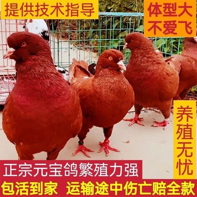 巨型元宝鸽纯种一对鸽子种鸽一公一母正宗大体肉鸽特大观赏鸽活物