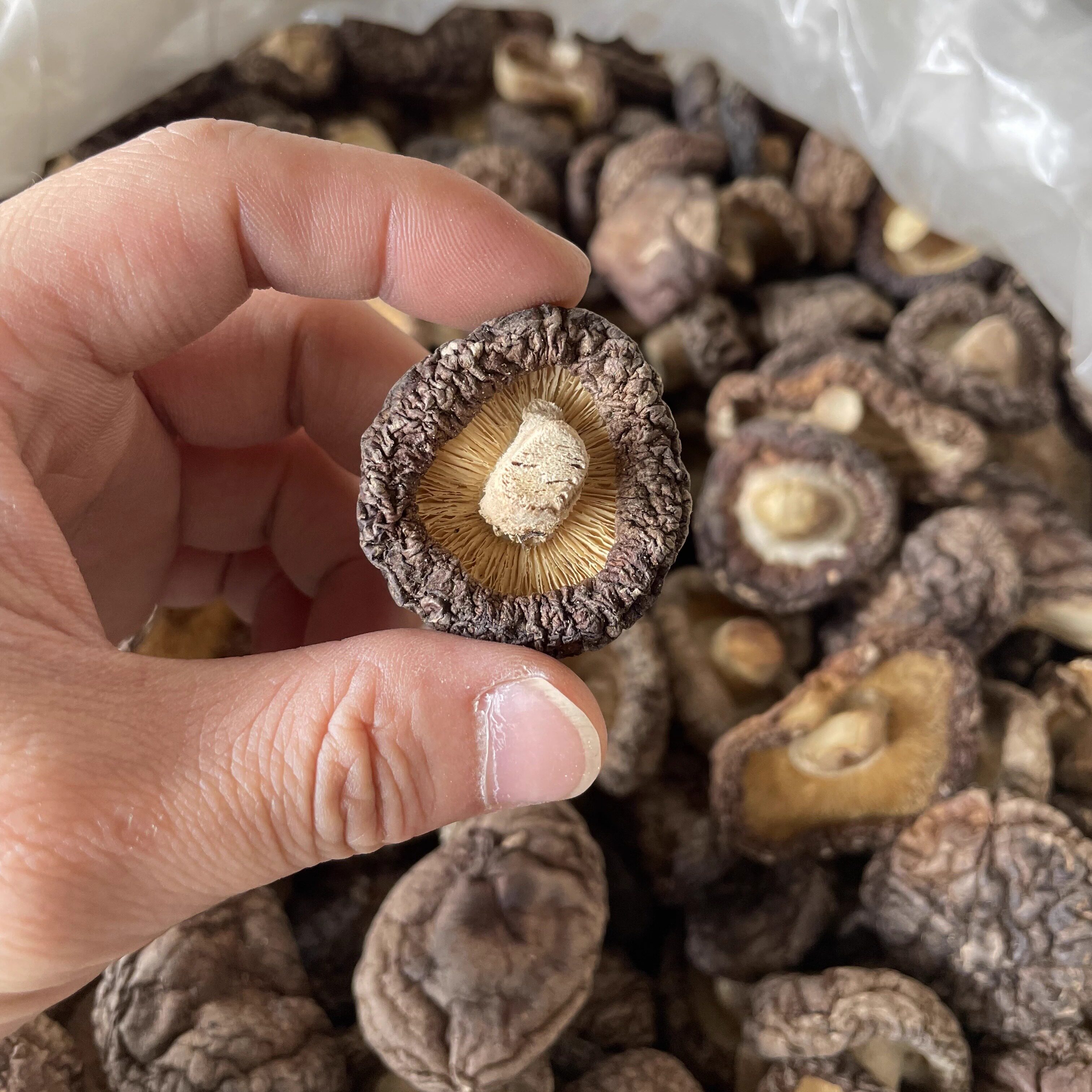椴木香菇干香菇300g/500g农家自产福建土特产煲汤食材高山大蘑菇