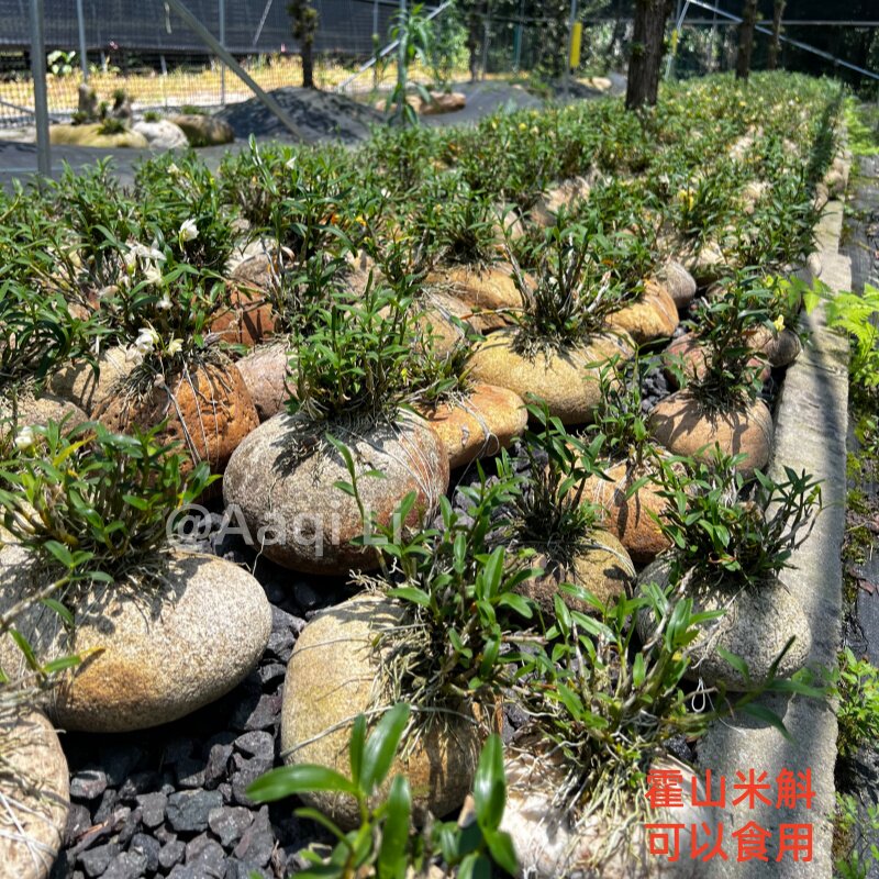 霍山米斛苗盆景石上霍山原产基地直发可种植造景可食用石斛