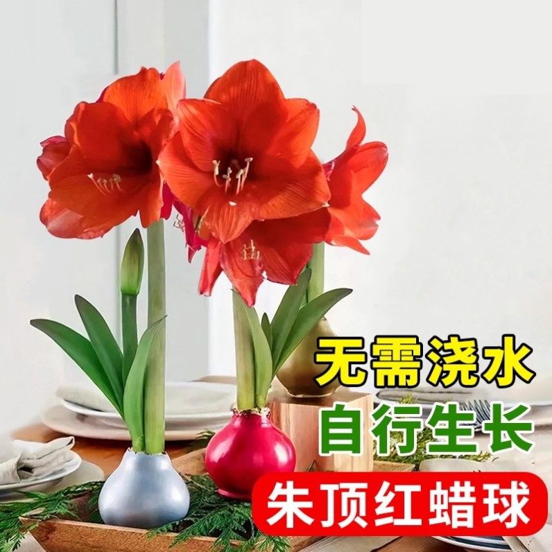 朱顶红蜡球礼盒好运封冬礼品开花年宵花卉封蜡朱顶红送礼植物蜡球,鲜花速递/花卉仿真/绿植园艺,绿植,淘宝优惠券,粉丝福利购,淘宝优惠卷