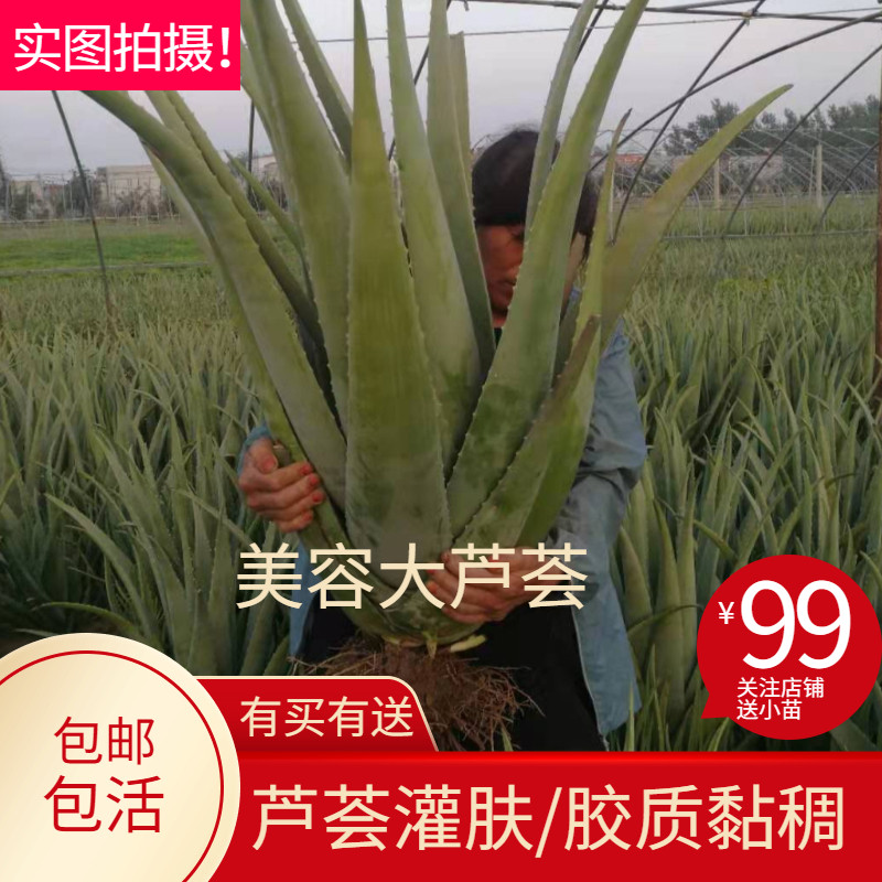 库拉索芦荟美容院灌肤专用植物大型盆栽庭院绿植室内花卉盆景包邮