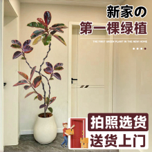 优选橡皮树客厅大盆栽黑金刚真花落地大号绿植大型花卉Z绿色植物.