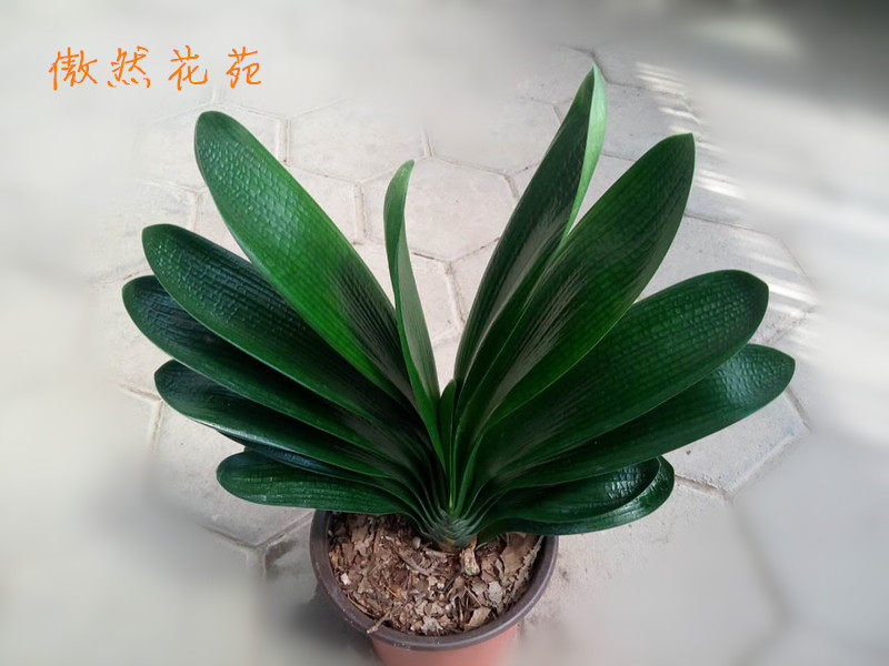 君子兰盆栽短叶油匠国兰室内绿植花卉成年大兰可当年开花清仓包邮