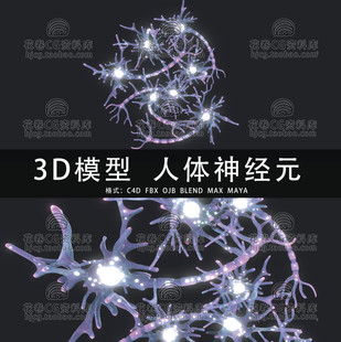 C4D/MAYA/3DMAX三维素材 医学人体解剖神经元 3D模型素材