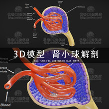 H120-C4D/MAYA/3DMAX三维素材 医学肾小球解剖 3D模型素材