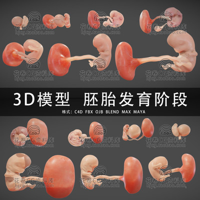 C4D/MAYA/3DMAX三维素材 医学胎儿胚胎发育阶段 3D模型素材