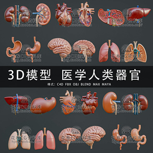 I131-C4D/MAYA/3DMAX三维模型 医学人体解剖器官大脑心3D模型素材