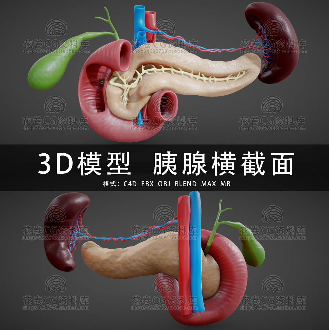 G705-C4D/MAYA/3DMAX三维模型 医学胰腺横截面肾胃胆 3D模型素材