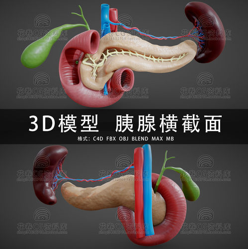G705-C4D/MAYA/3DMAX三维模型 医学胰腺横截面肾胃胆 3D模型素材