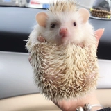 Африканские мини -ежи, живые студенты, воспитывающие чистые красные маленькие ленивые домашние новички, чтобы жить здоровыми чистокровными домашними шипами