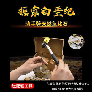 跨境热销天然化石考古挖掘玩具8岁儿童益智DIY菊石鲨鱼齿三叶虫