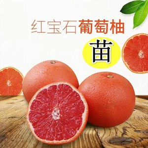 台湾葡萄柚红宝石盆栽当年挂果