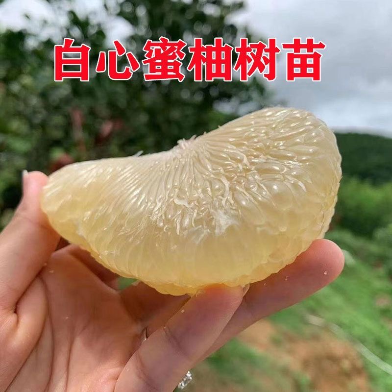 正宗福建平和琯溪蜜柚苗白肉柚子树苗白心柚子嫁接苗多汁大果