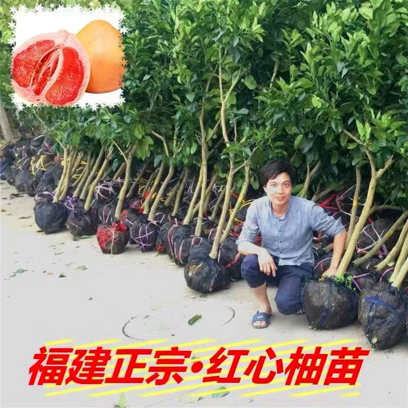 正宗福建平和三红柚子树苗 红蜜柚红心嫁接苗红皮红肉柚果树苗