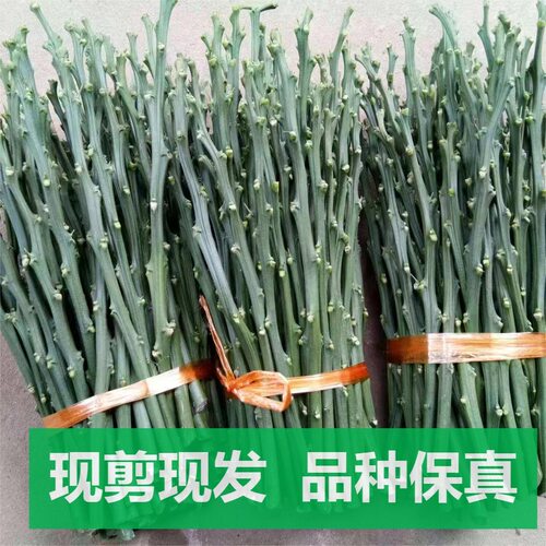 嫁接三红柚红心红肉柚子种苗新品推广果农柚子嫁接枝条